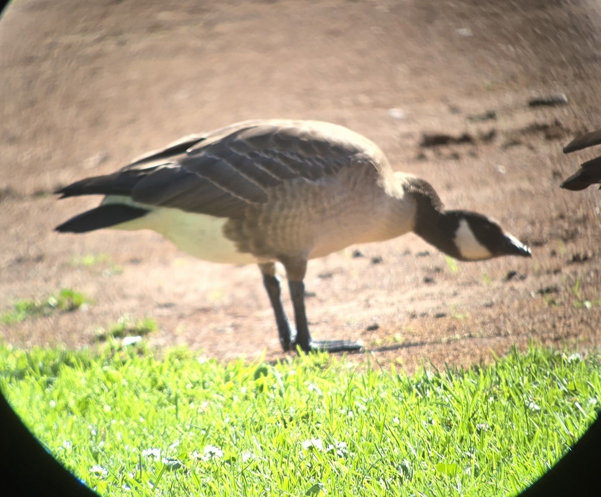 berneška malá - ML645227440