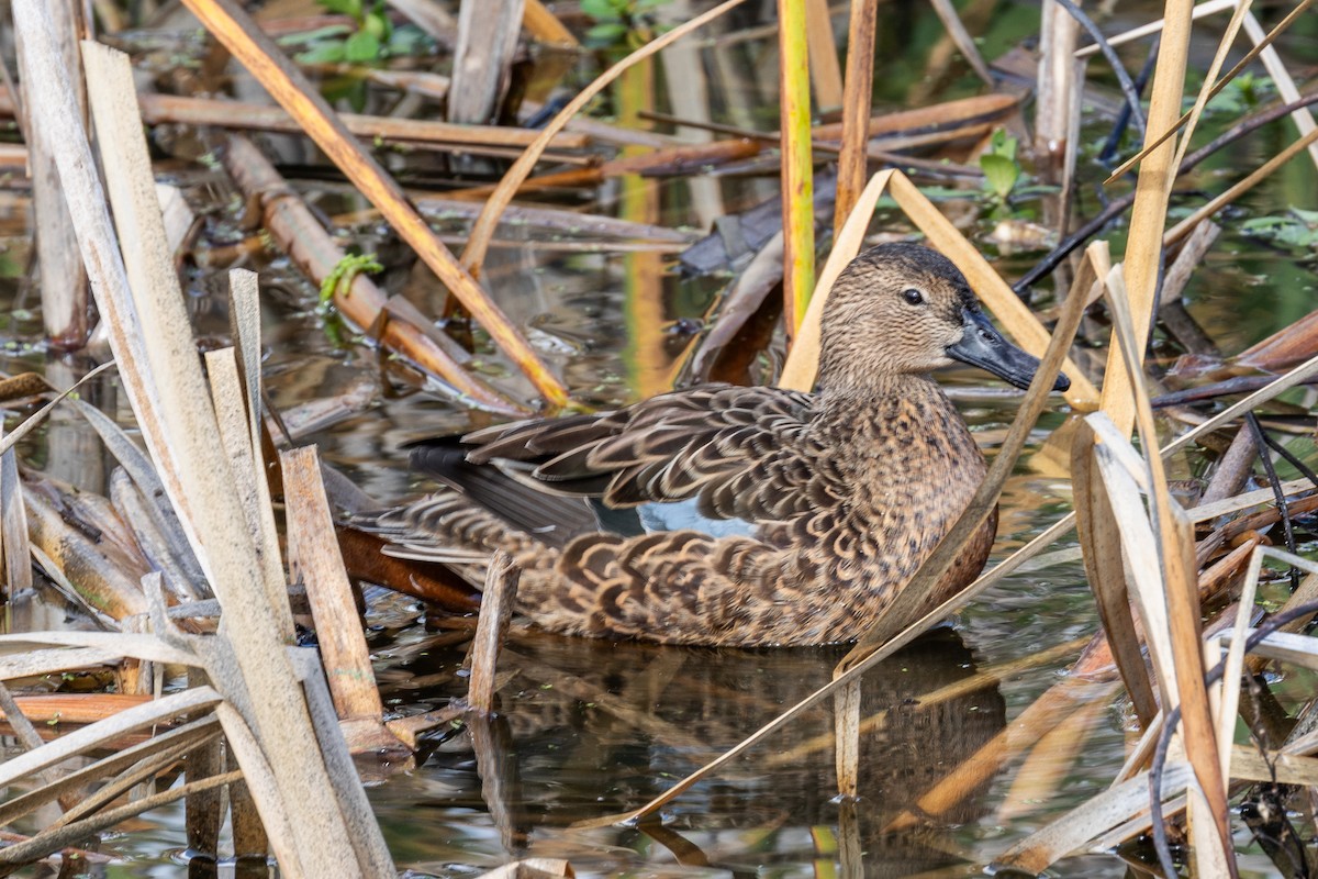 čírka skořicová - ML645227448