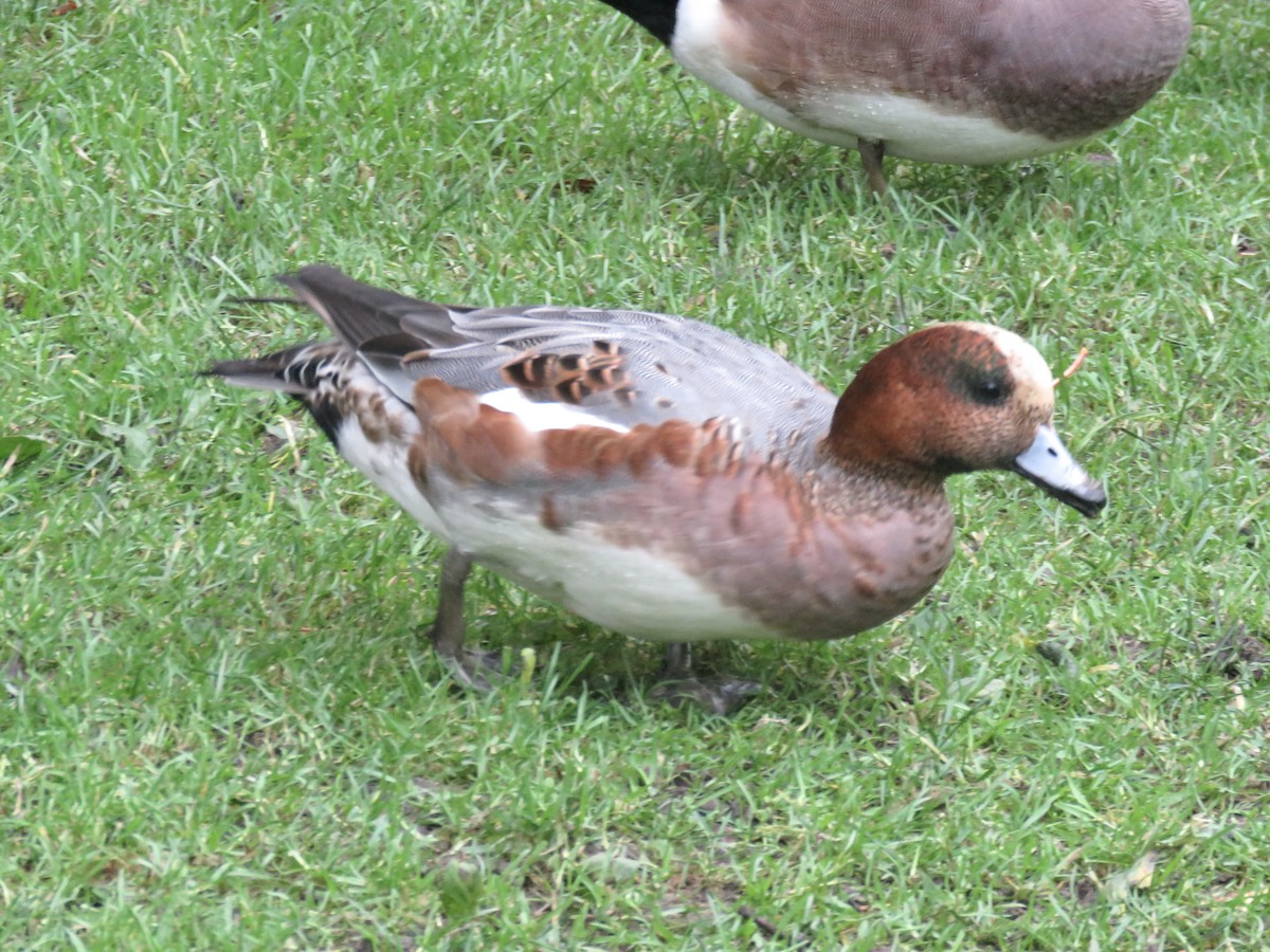 Eurasian Wigeon - ML645227456