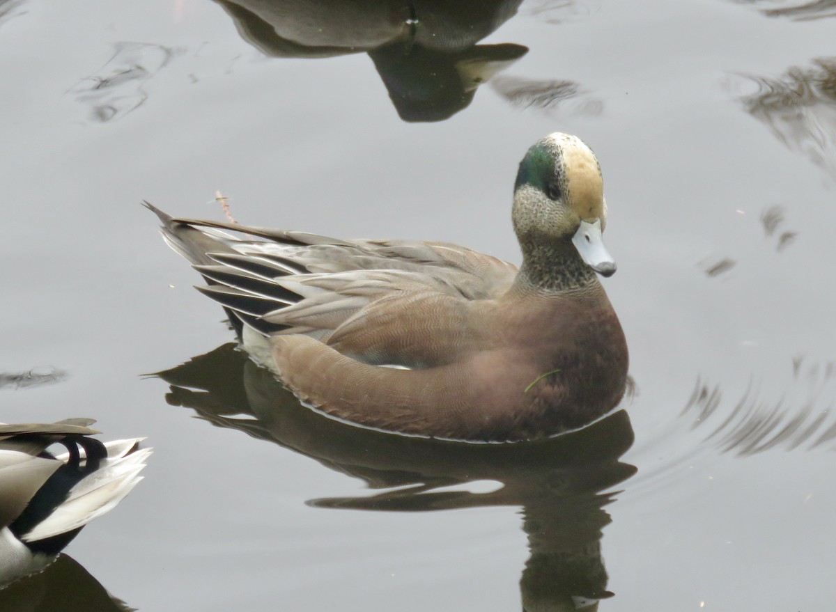 American Wigeon - ML645227465