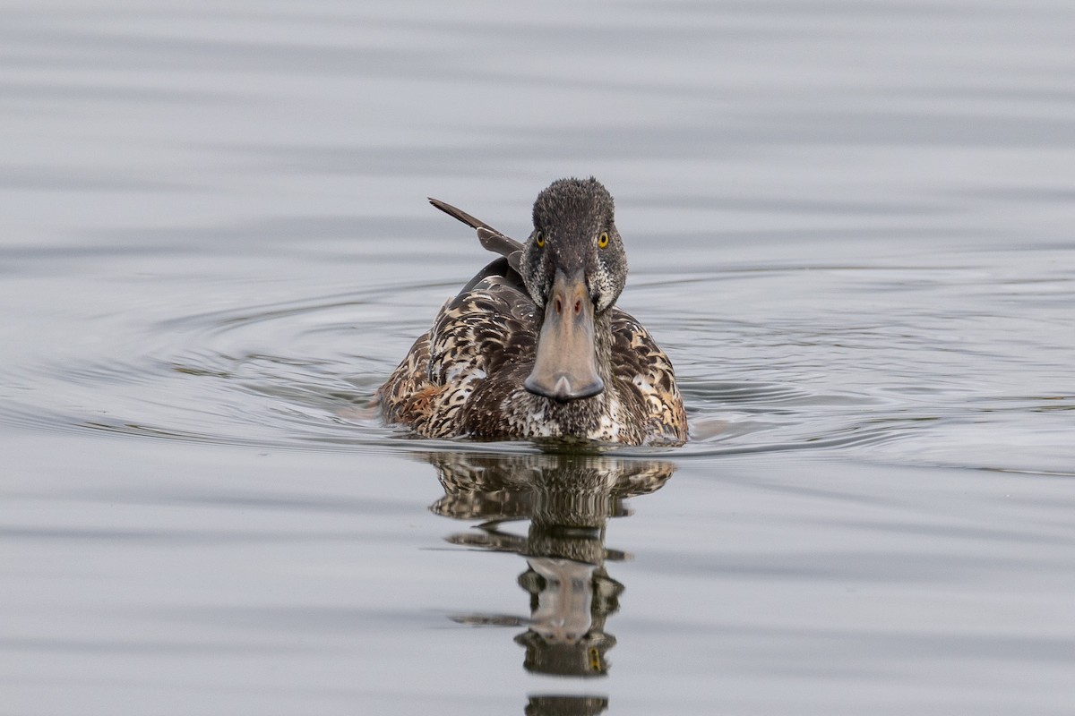 lžičák pestrý - ML645227466