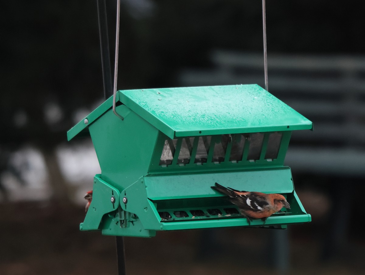 båndkorsnebb - ML645227467