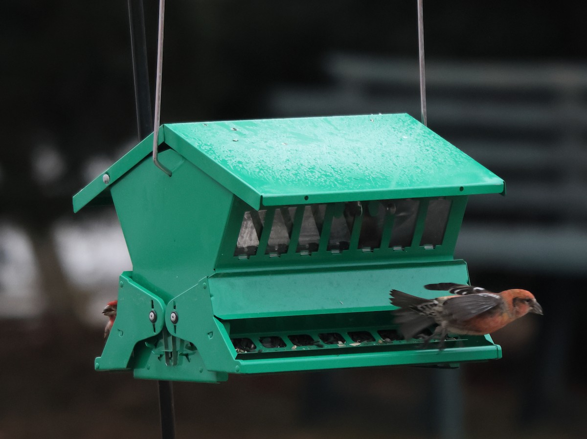 båndkorsnebb - ML645227469