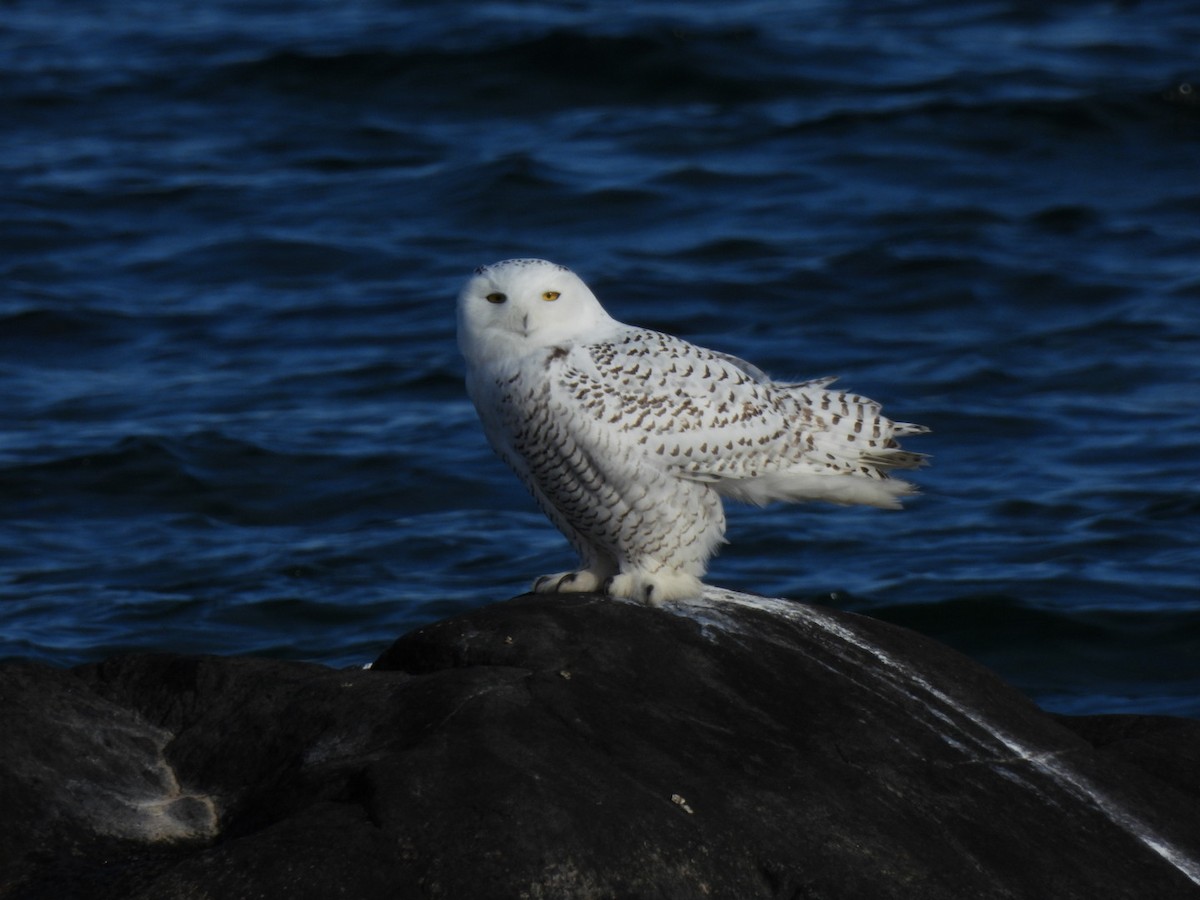 Snowy Owl - ML645227472