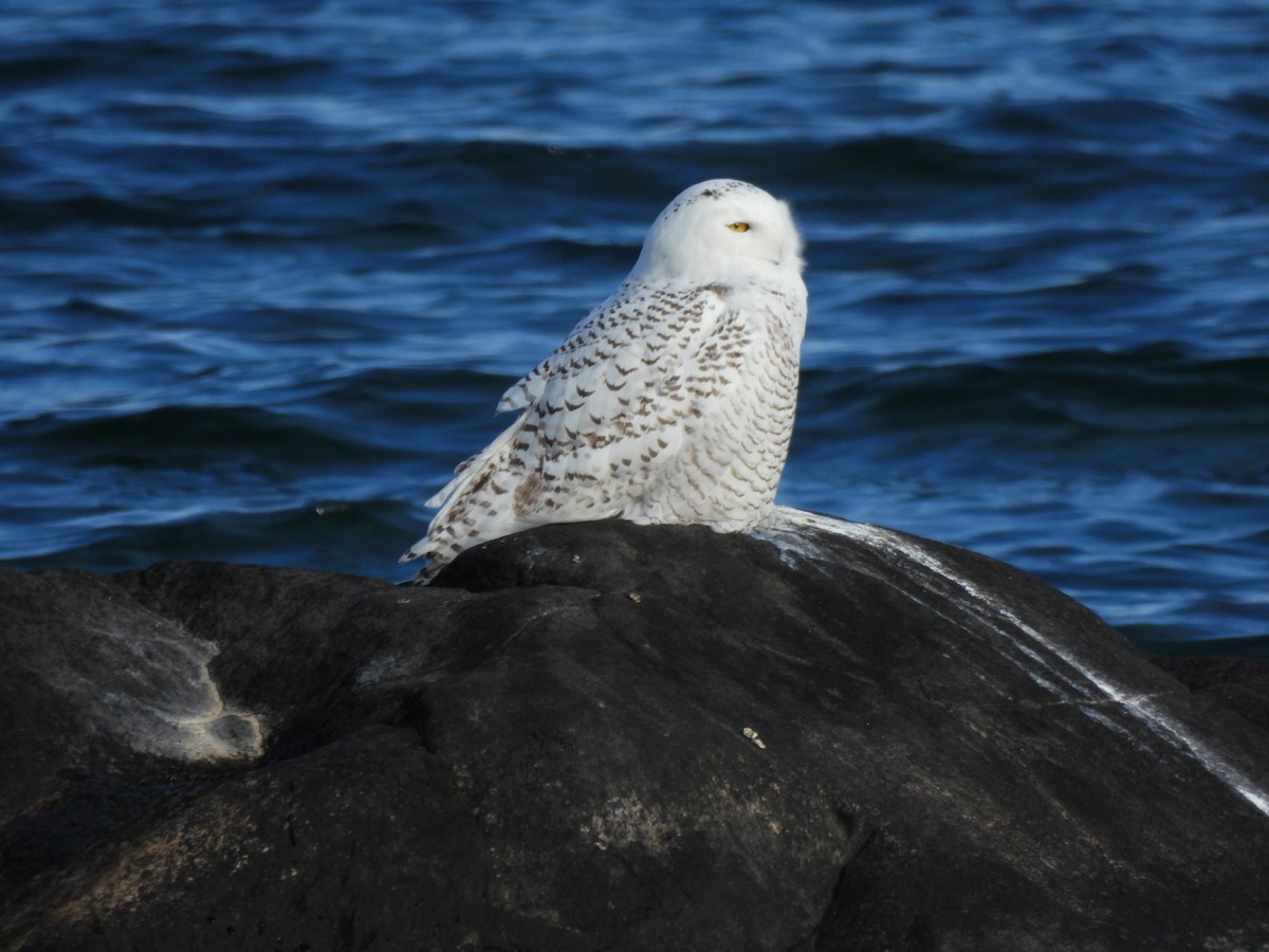 Snowy Owl - ML645227473