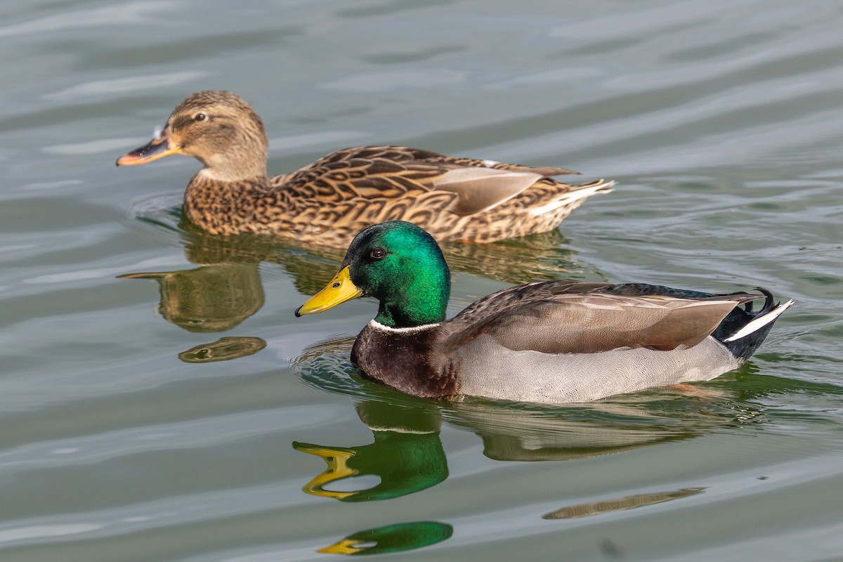 kachna domácí - ML645227486