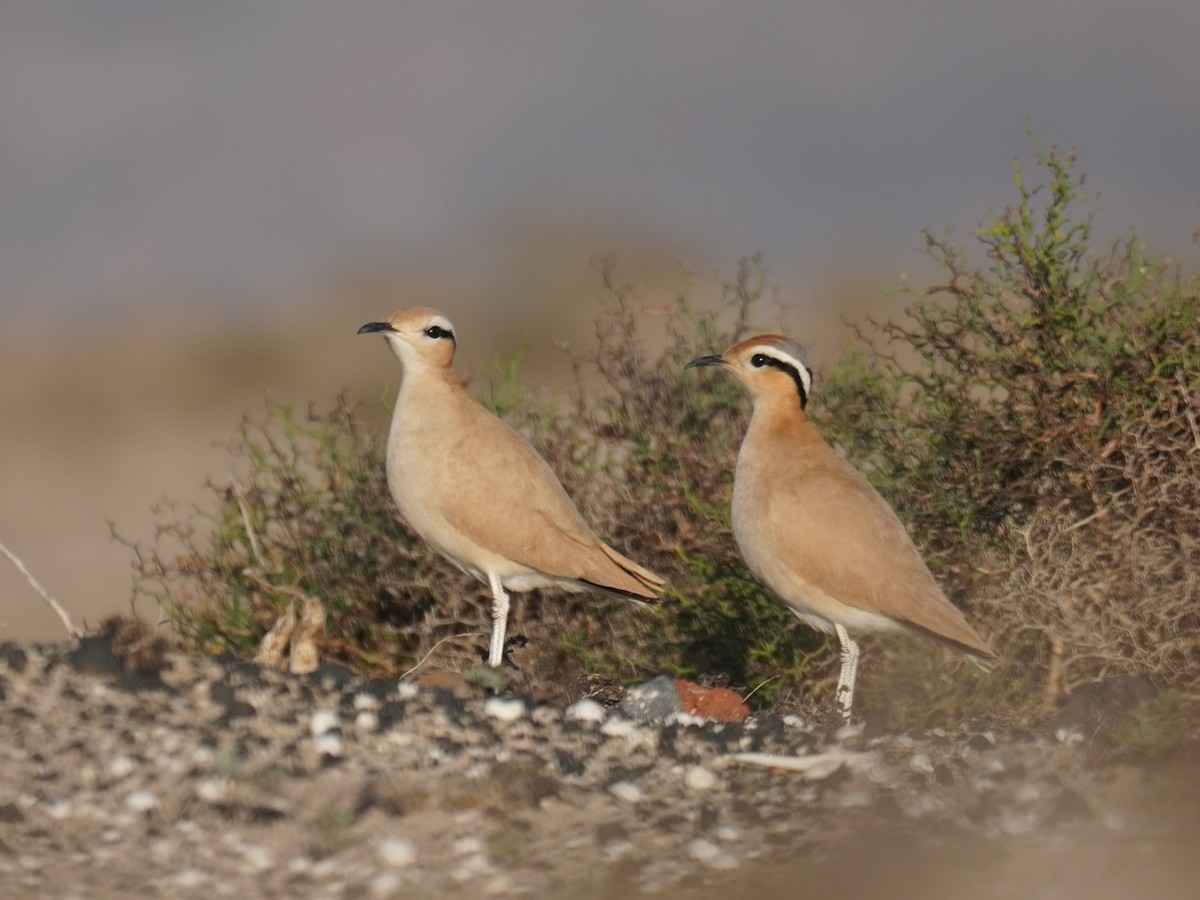 Cream-colored Courser - ML645227489