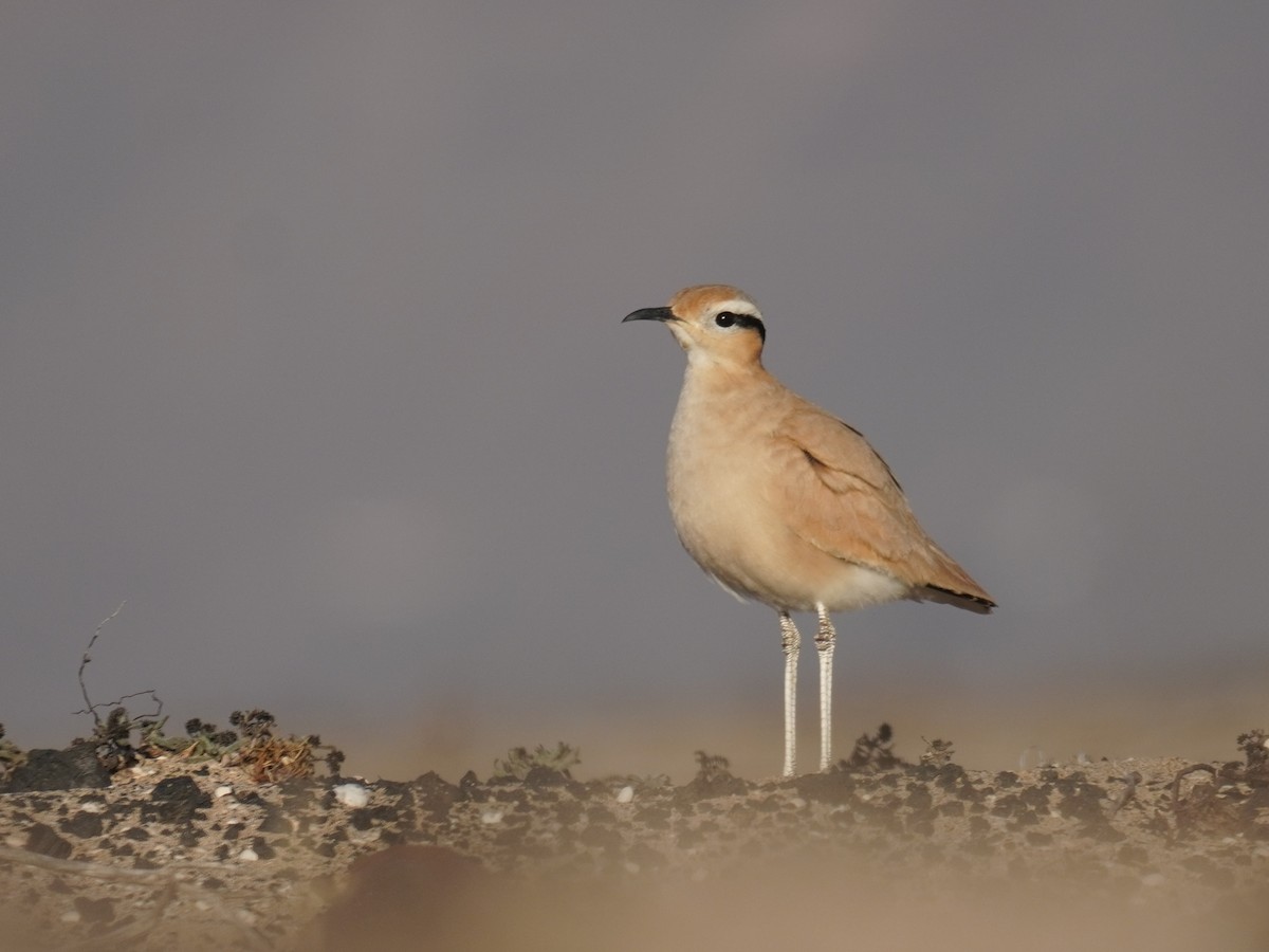 Cream-colored Courser - ML645227490