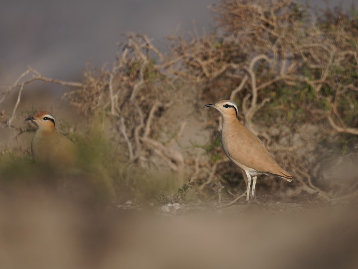 Cream-colored Courser - ML645227491