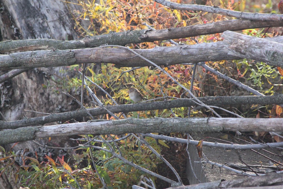 Field Sparrow - ML645227503