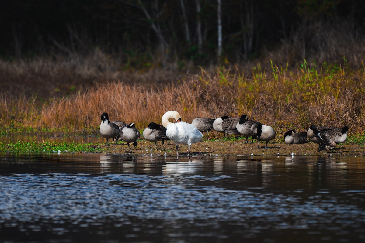 Mute Swan - ML645227505