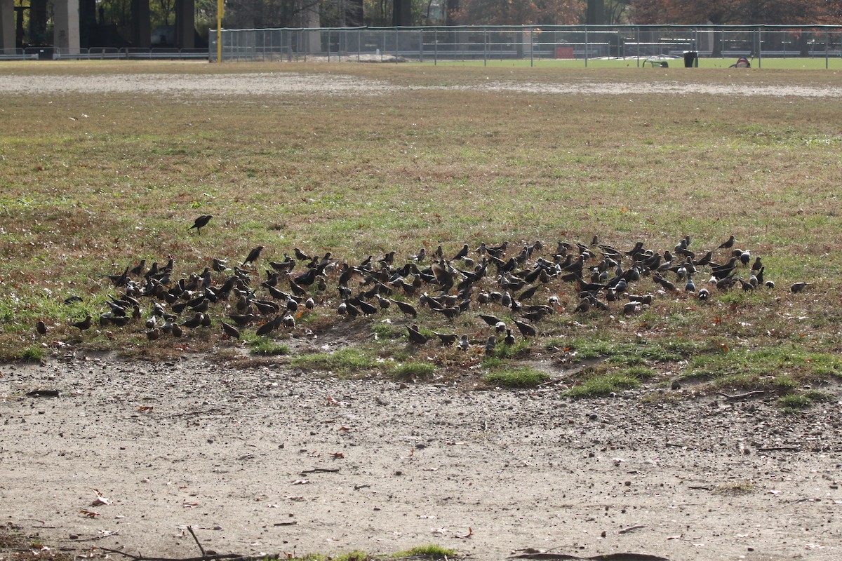 Brown-headed Cowbird - ML645227512