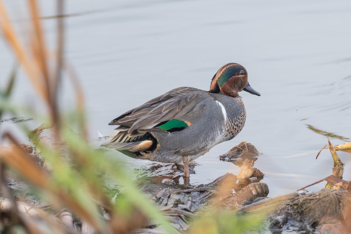 čírka obecná - ML645227513