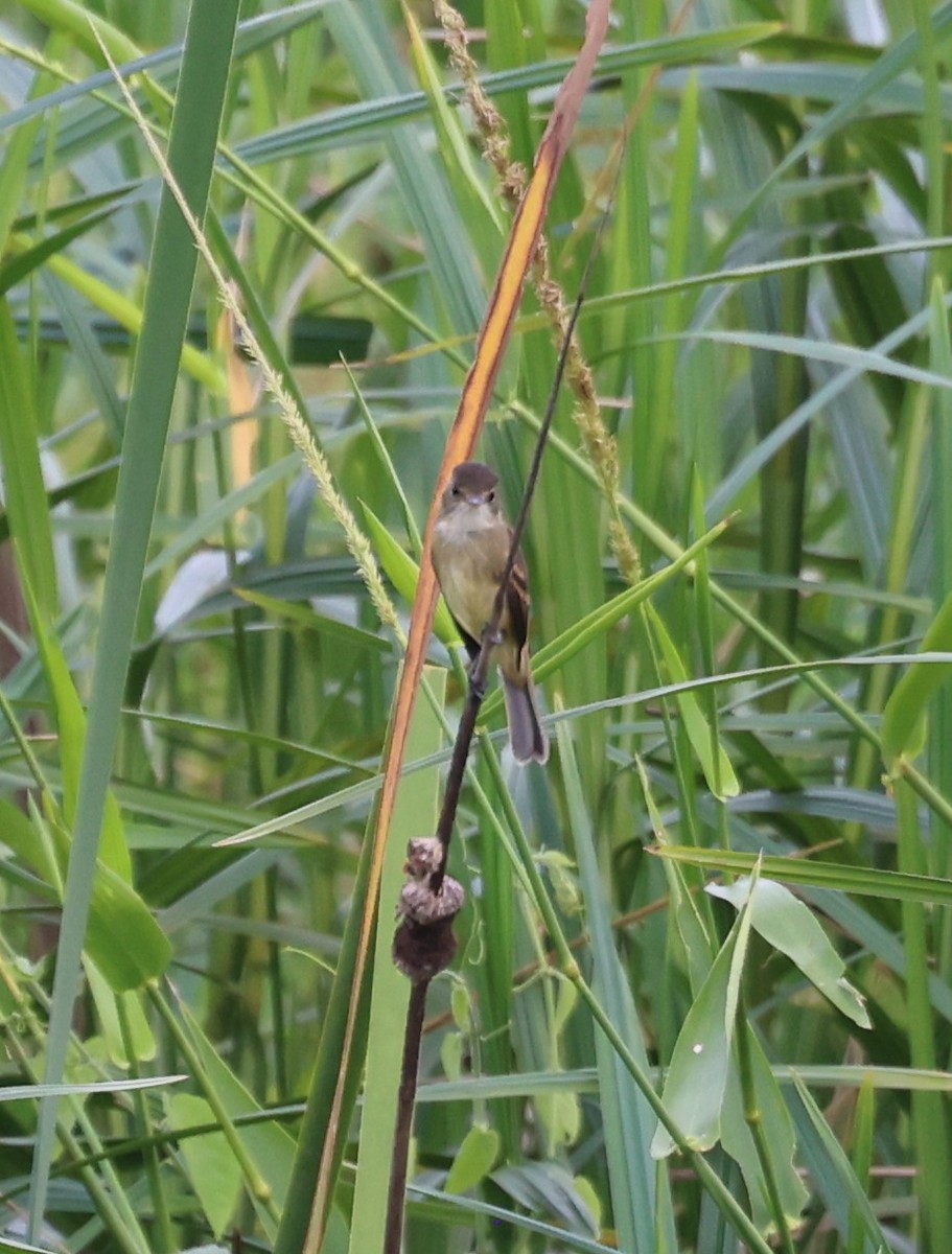 シロノドメジロハエトリ - ML645227515