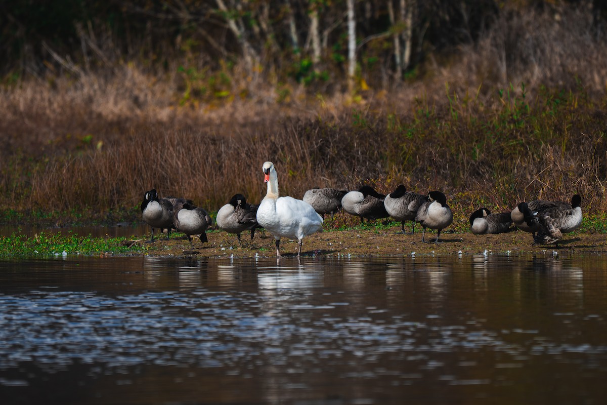 Mute Swan - ML645227518