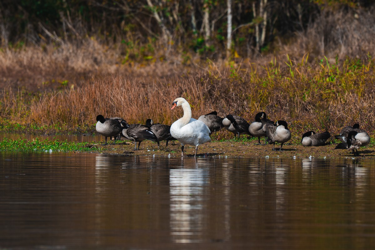 Mute Swan - ML645227520