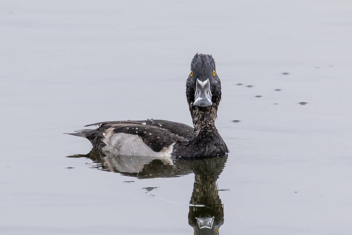 polák proužkozobý - ML645227524