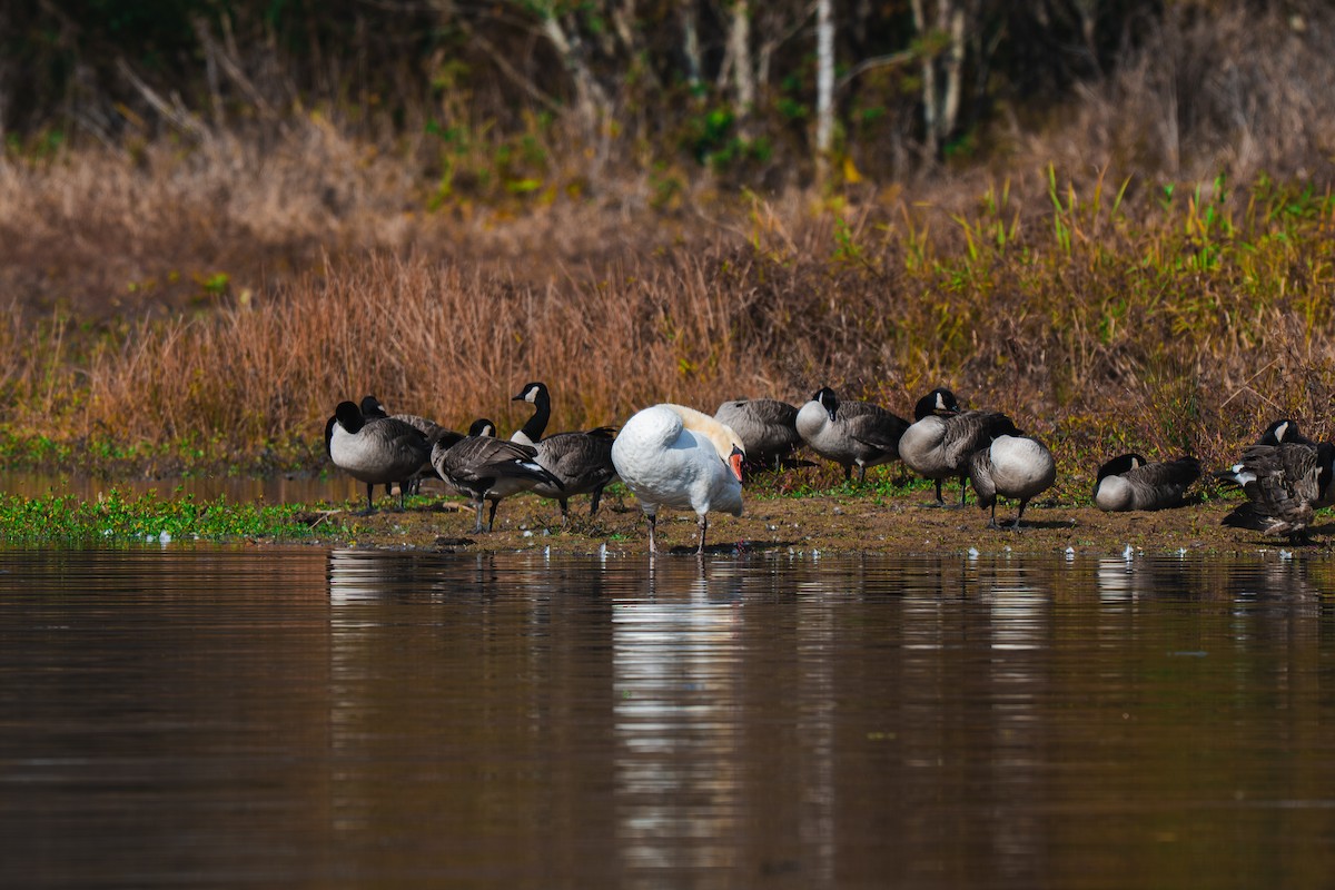 Mute Swan - ML645227527