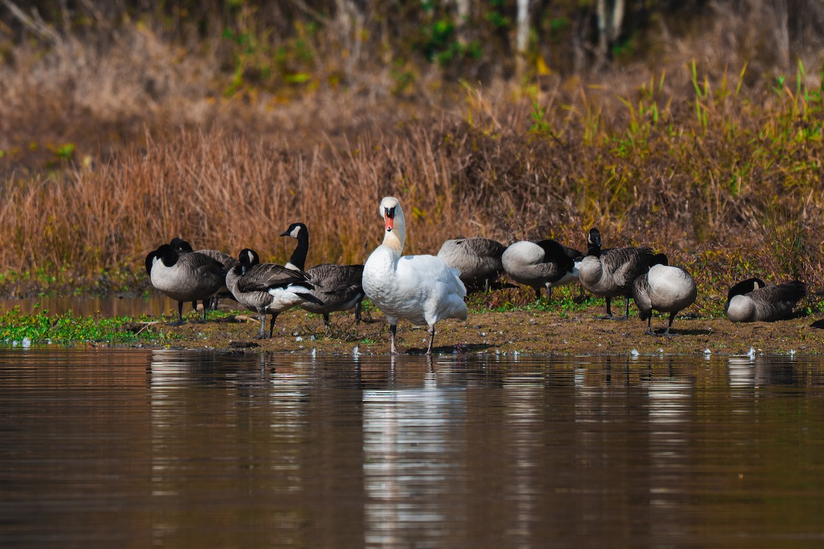 Mute Swan - ML645227531