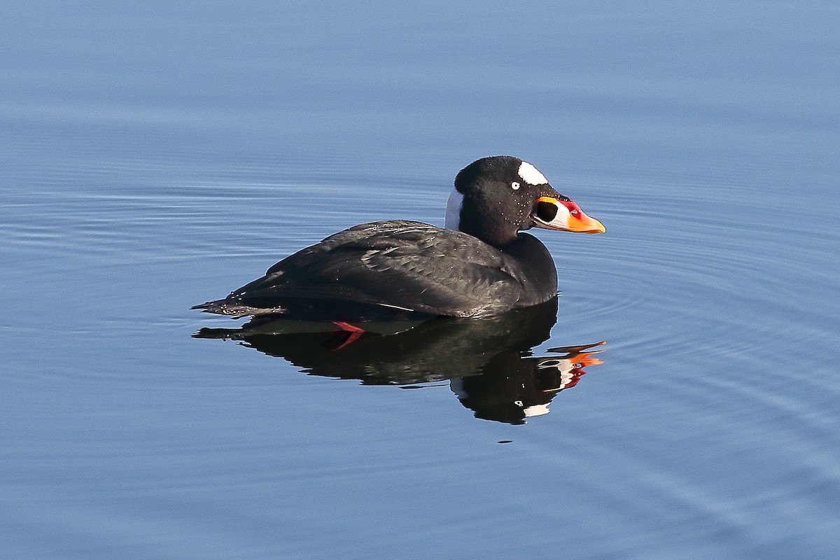 Surf Scoter - ML645227537