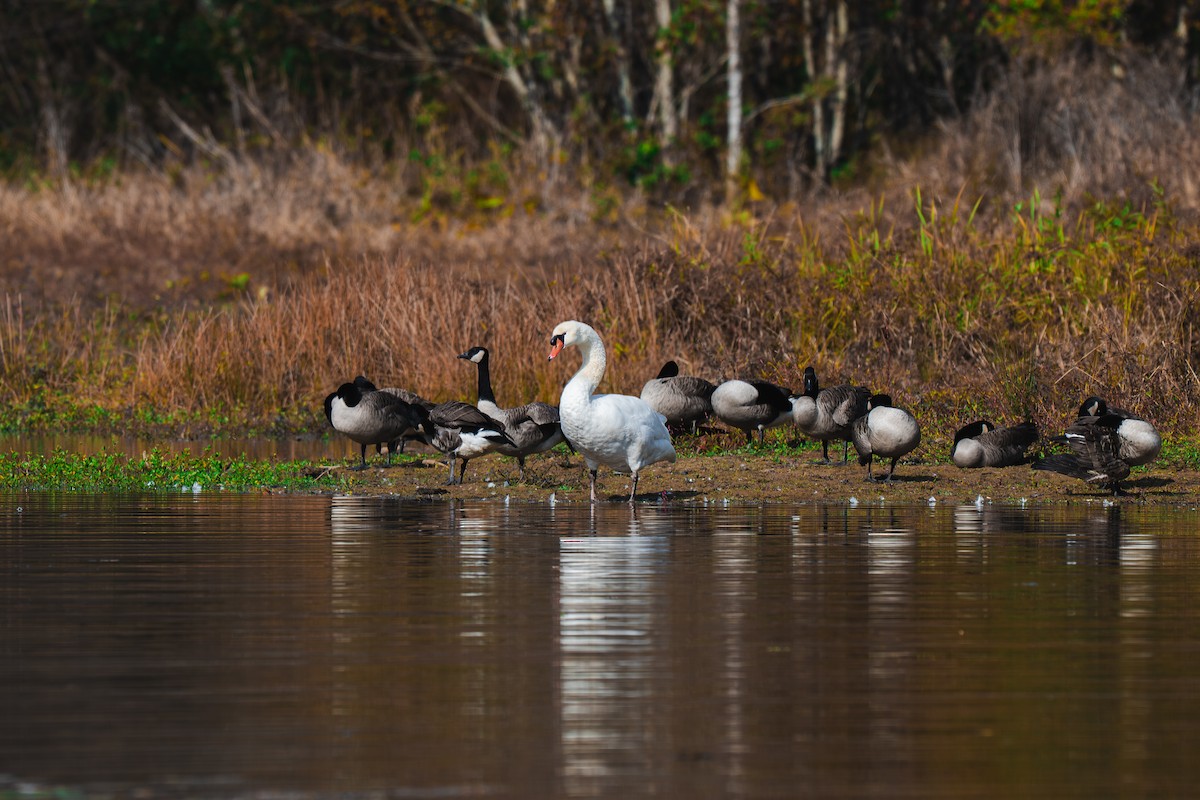 Mute Swan - ML645227538