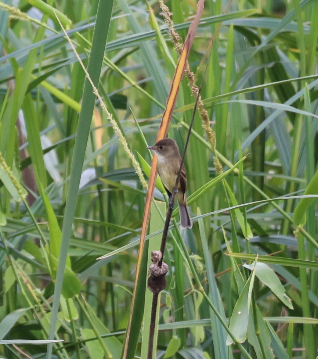 シロノドメジロハエトリ - ML645227540