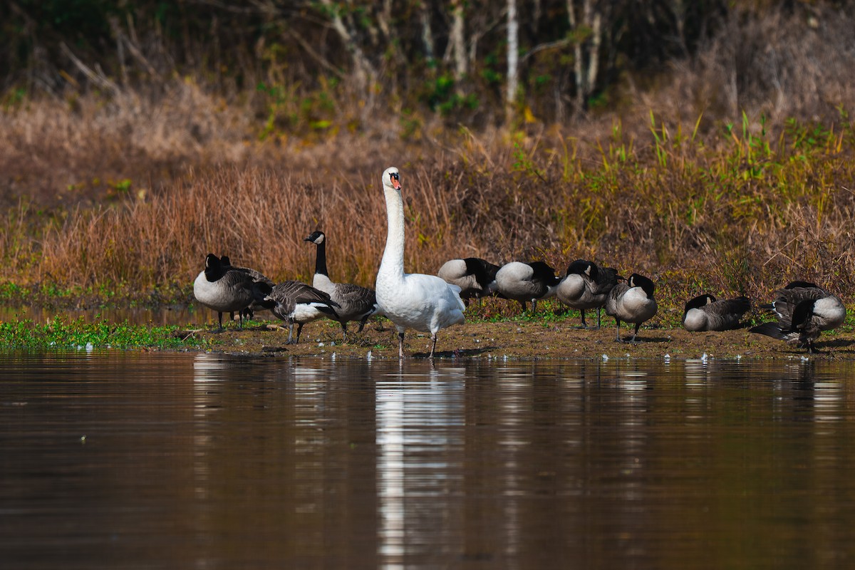 Mute Swan - ML645227542
