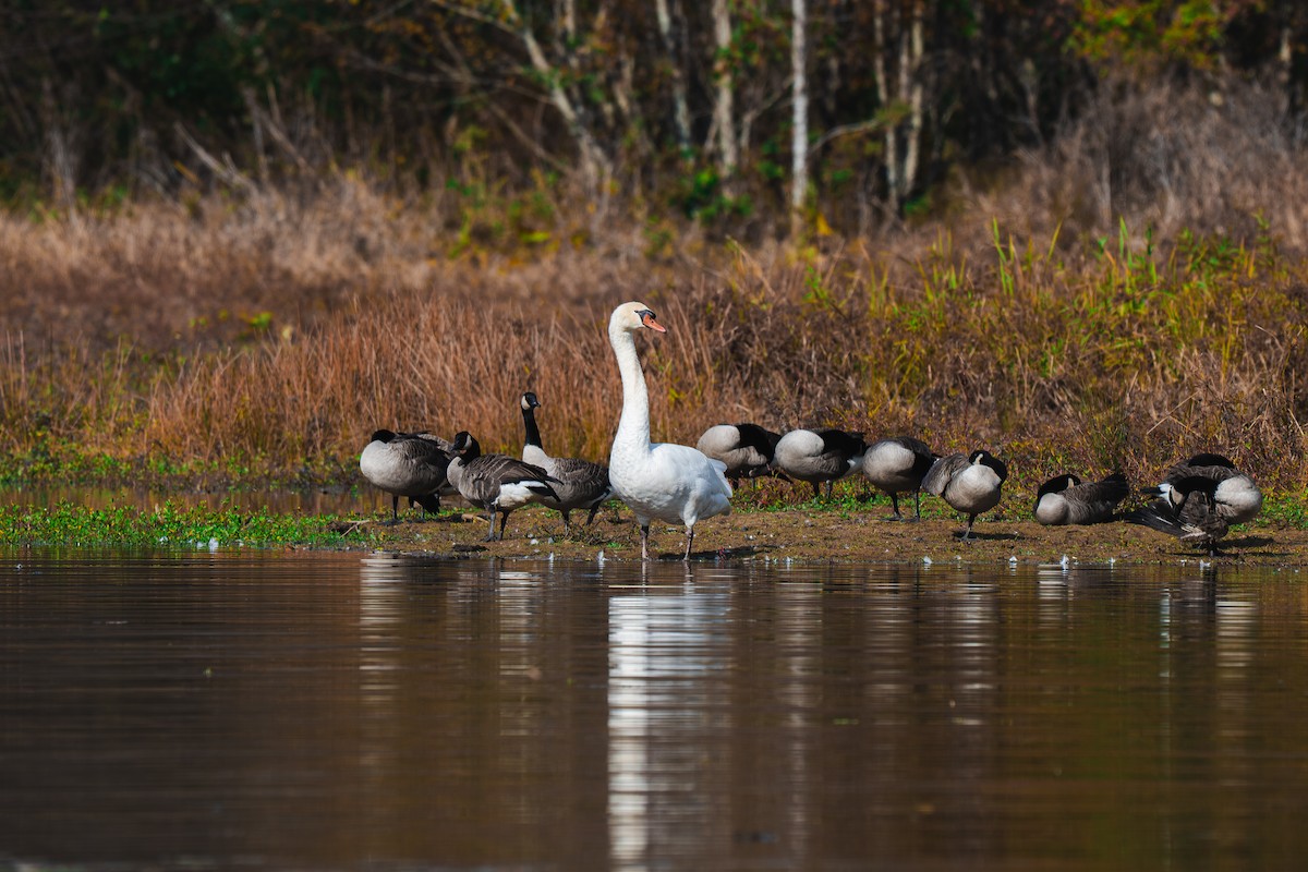 Mute Swan - ML645227543