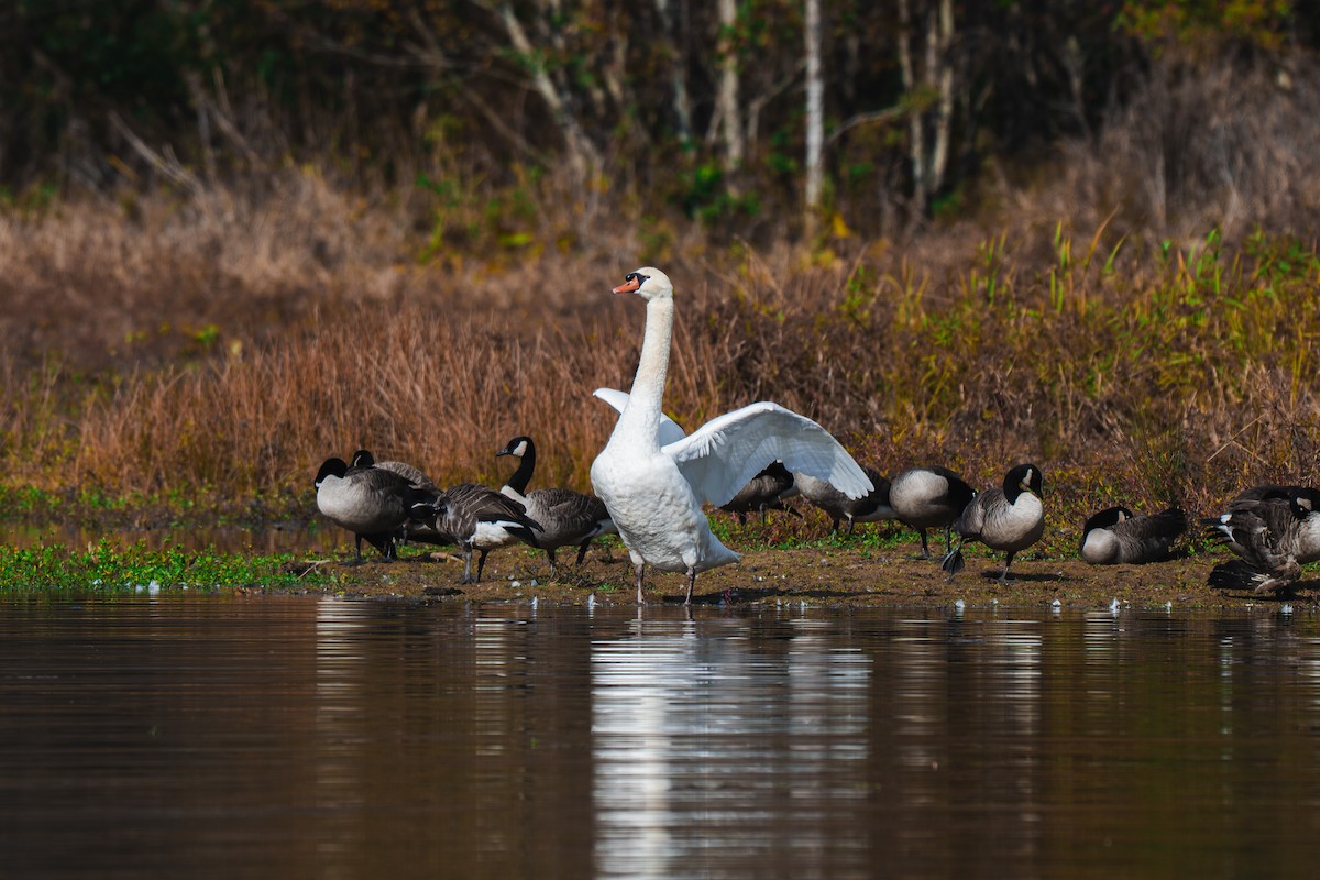 Mute Swan - ML645227549