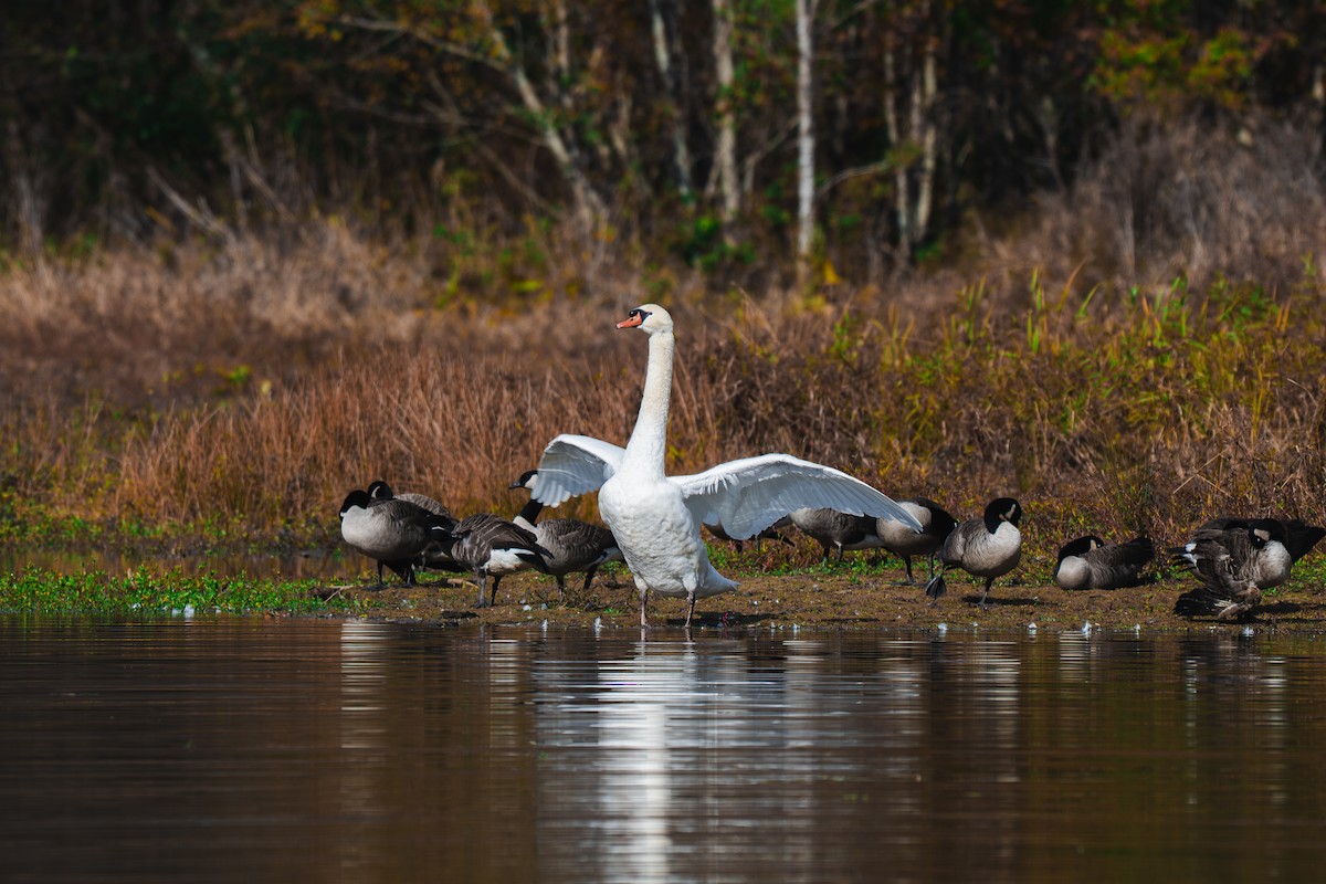Mute Swan - ML645227550