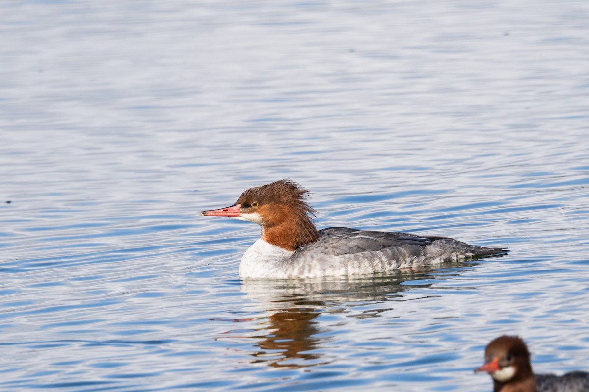 morčák velký - ML645227556