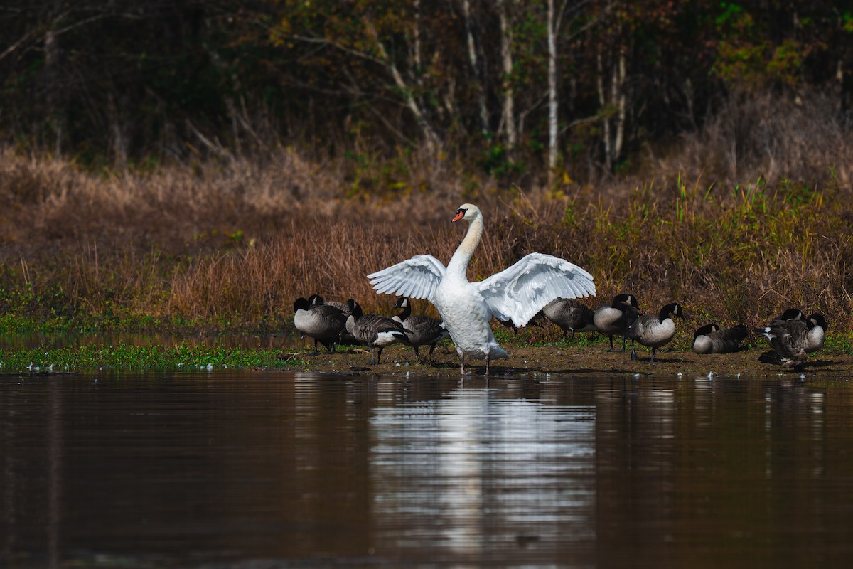 Mute Swan - ML645227557