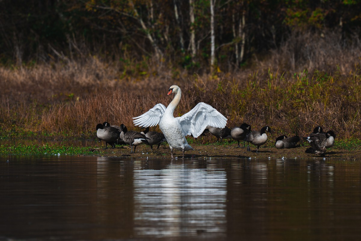 Mute Swan - ML645227560