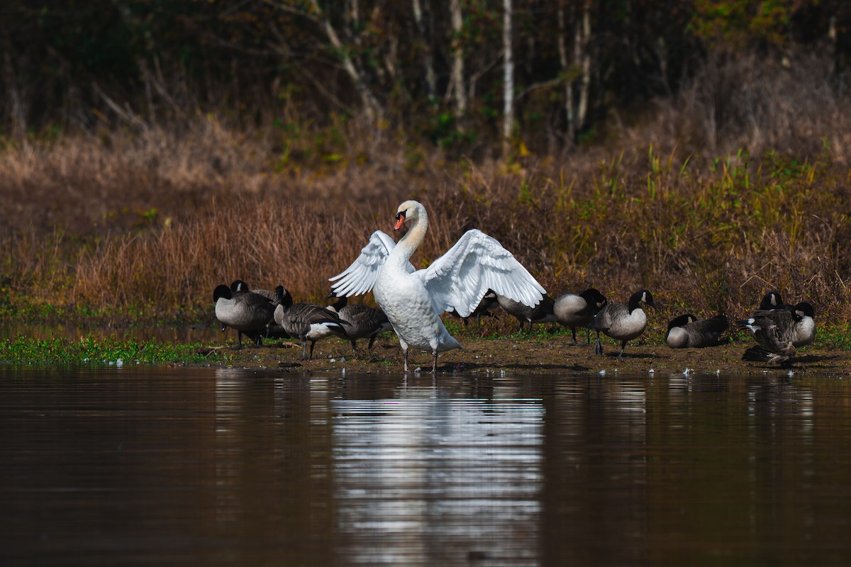 Mute Swan - ML645227563