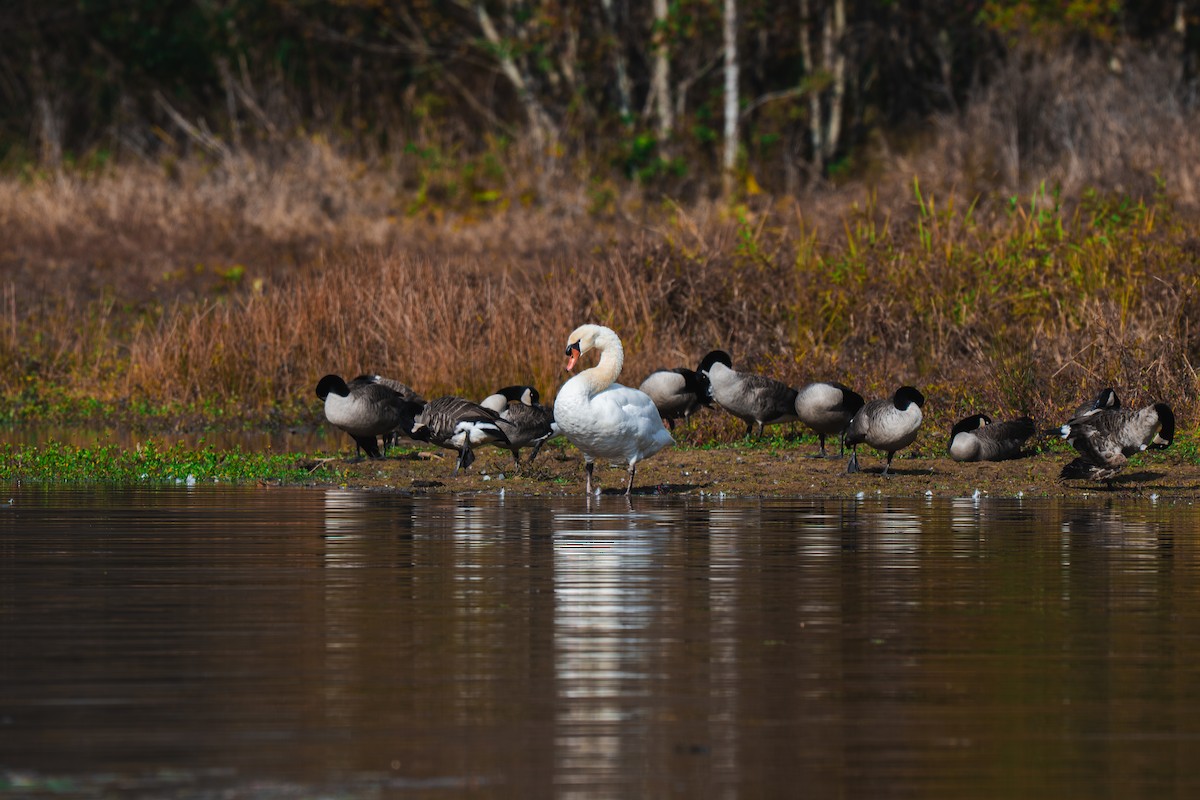Mute Swan - ML645227567