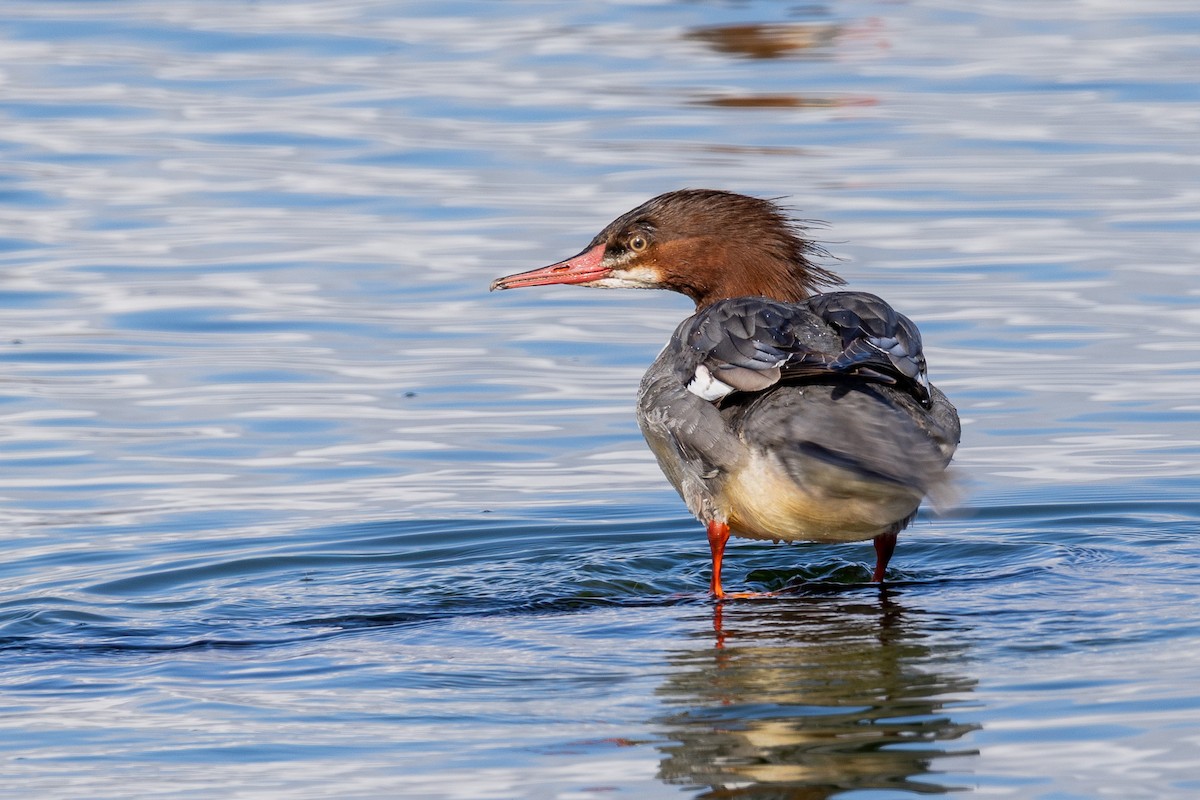 morčák velký - ML645227570