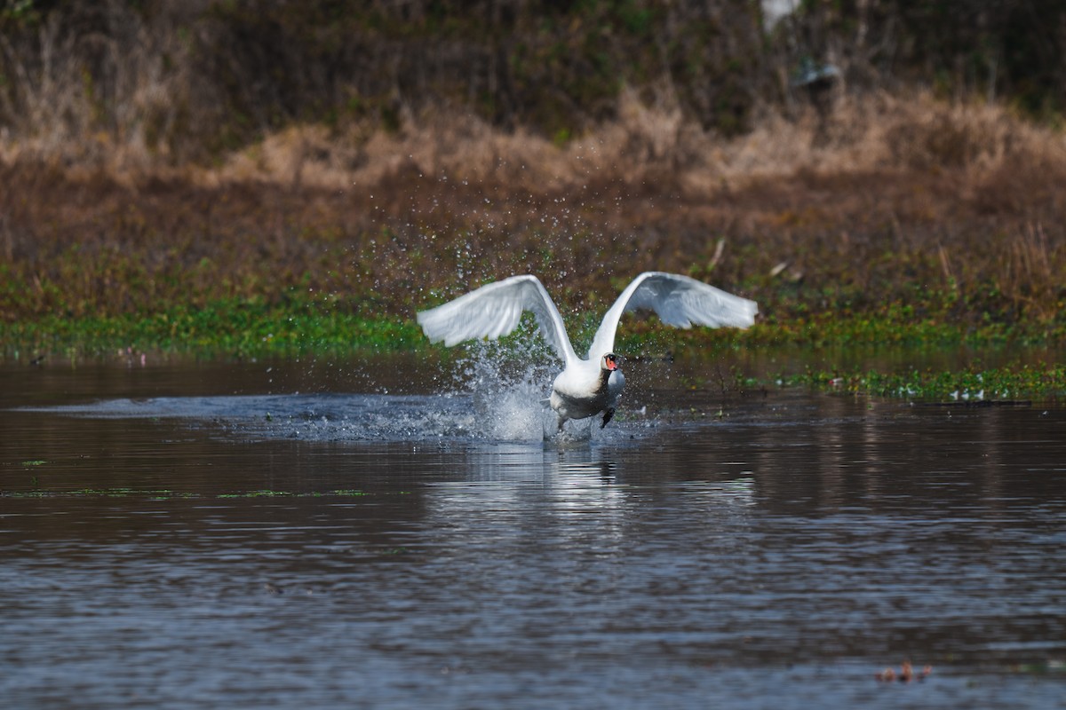 Mute Swan - ML645227573