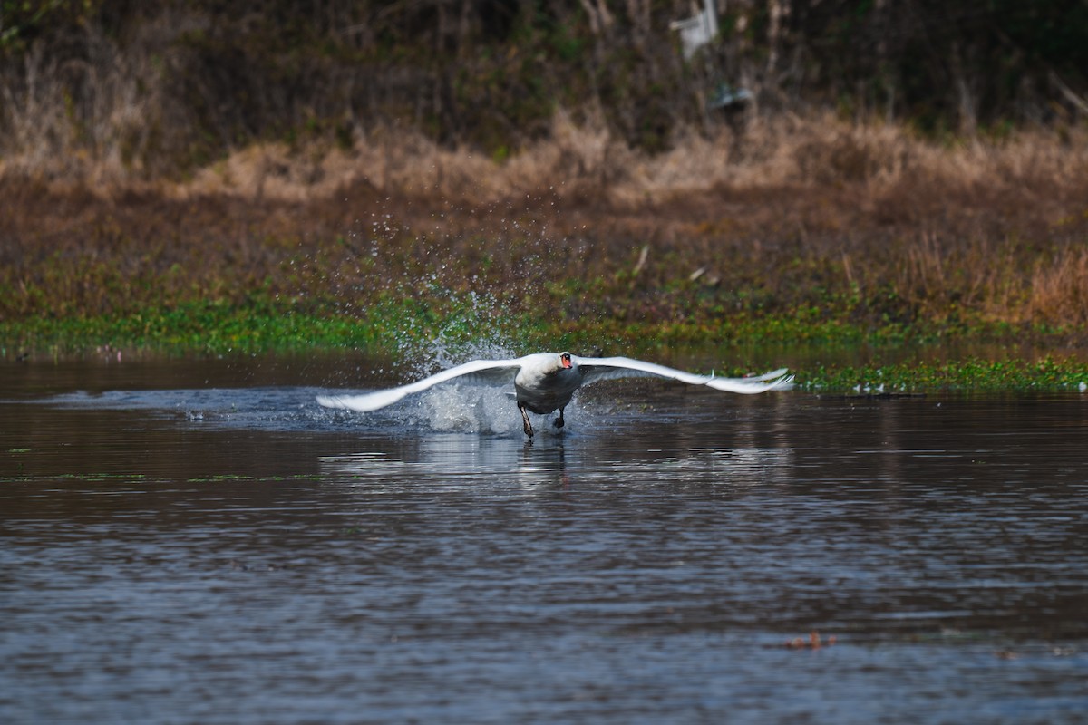 Mute Swan - ML645227574