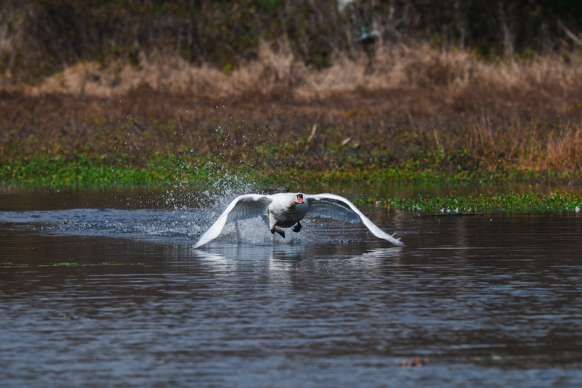Mute Swan - ML645227577