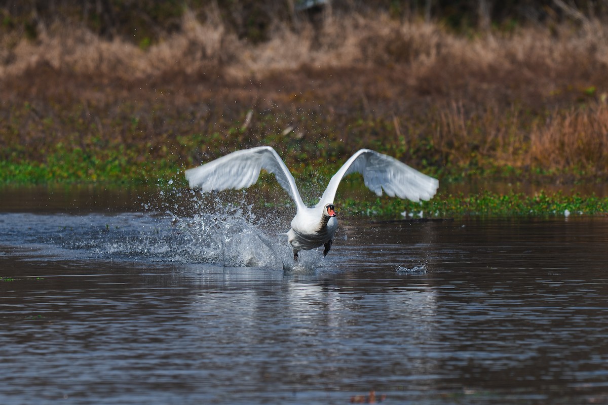 Mute Swan - ML645227580