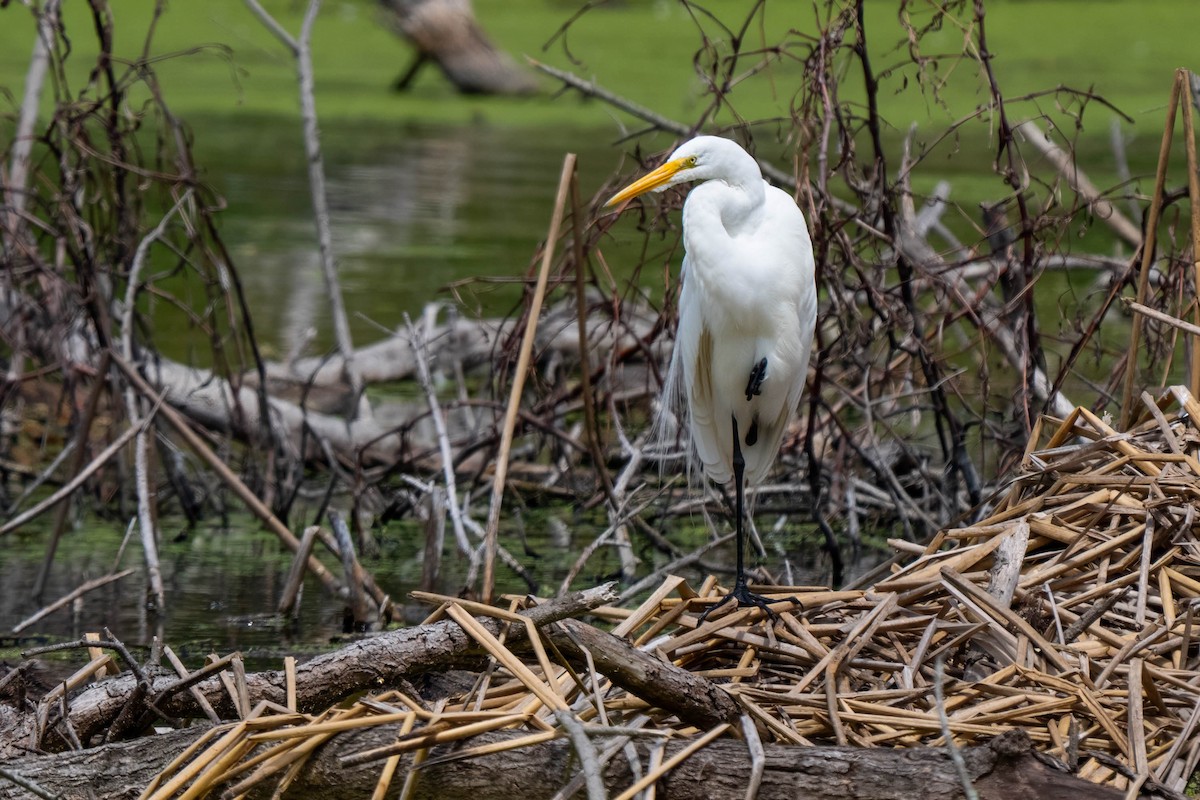 Koartza zuria - ML645227584