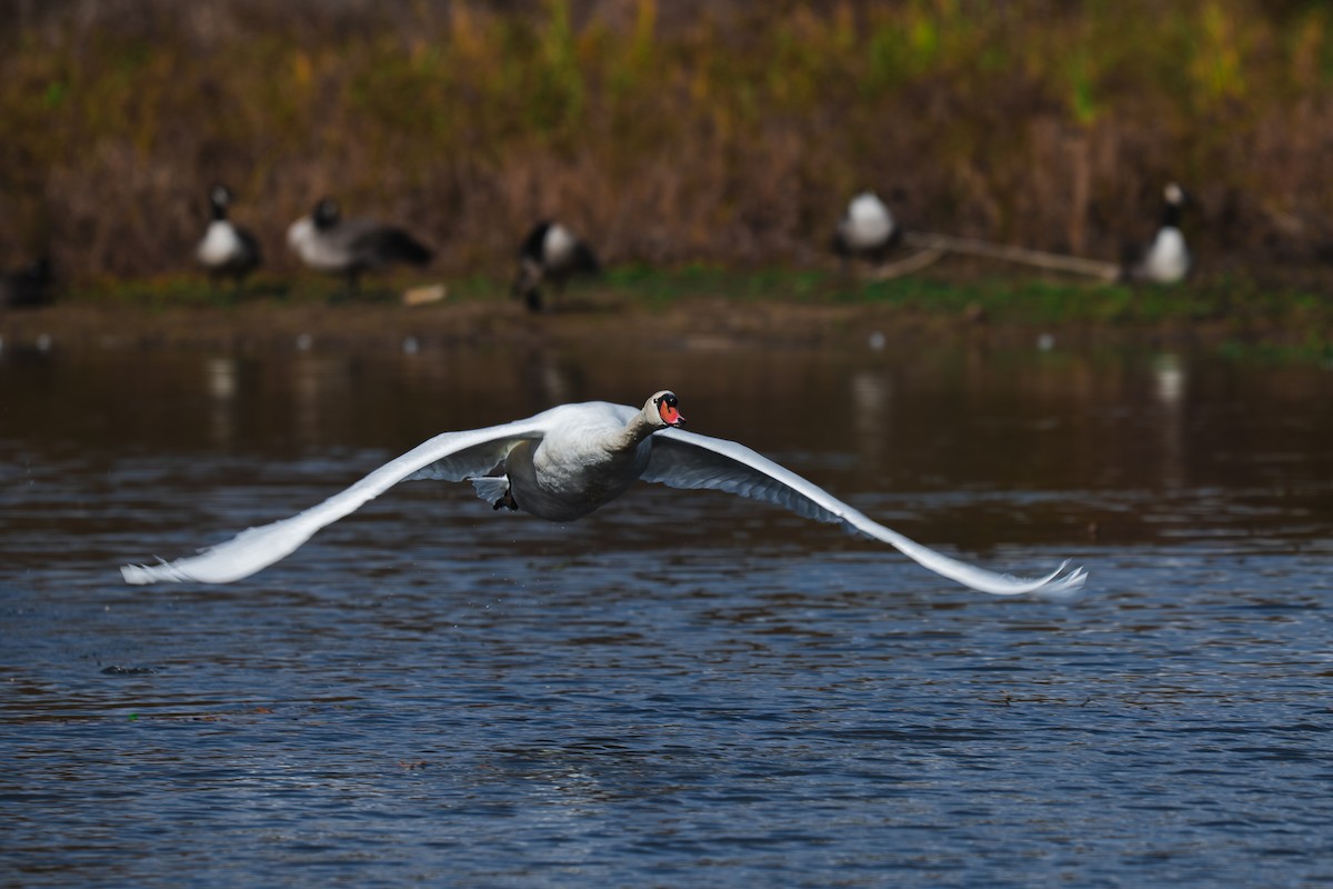 Mute Swan - ML645227590
