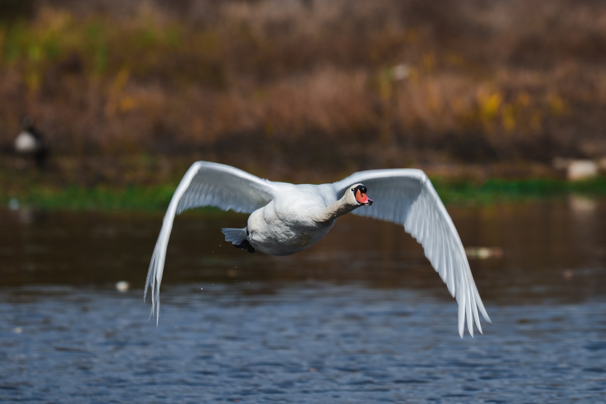 Mute Swan - ML645227591