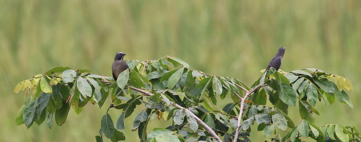 Cinnamon-bellied Saltator - ML645227593
