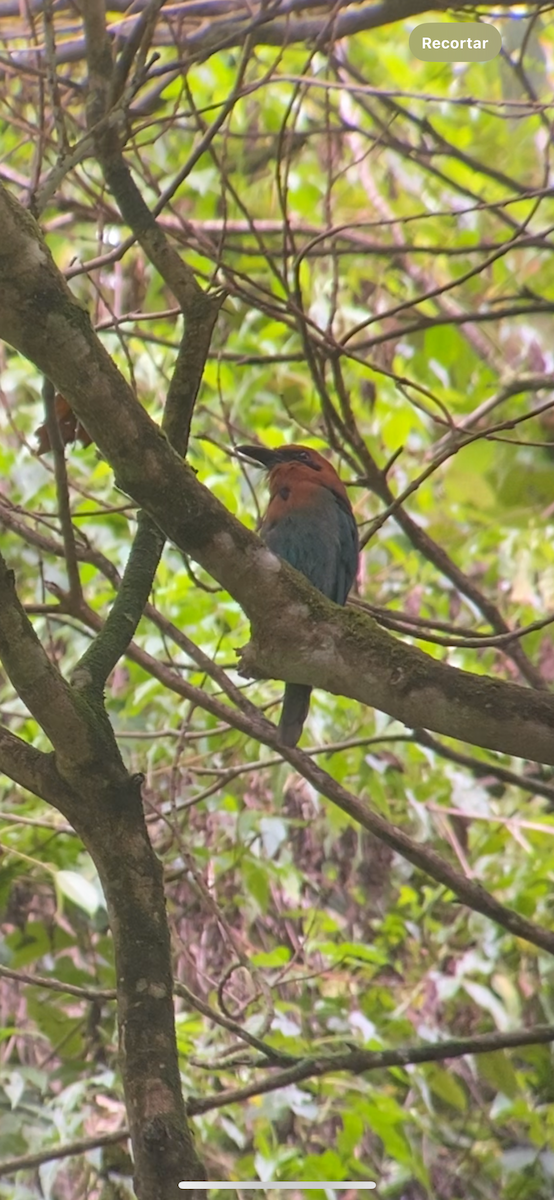 Broad-billed Motmot - ML645227596