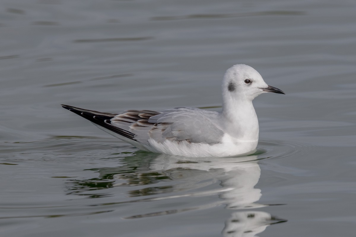 racek Bonapartův - ML645227597