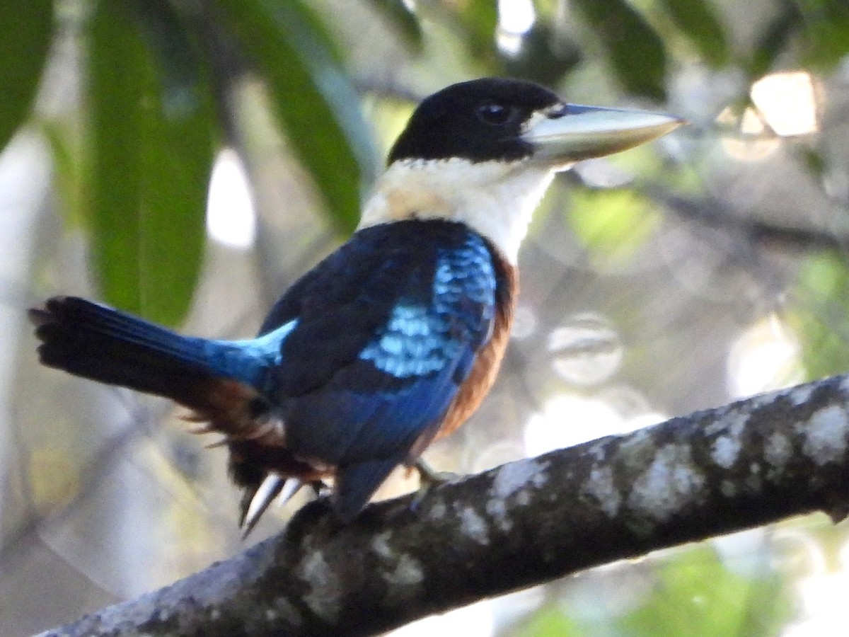 Cucaburra Ventrirrufa - ML645227606