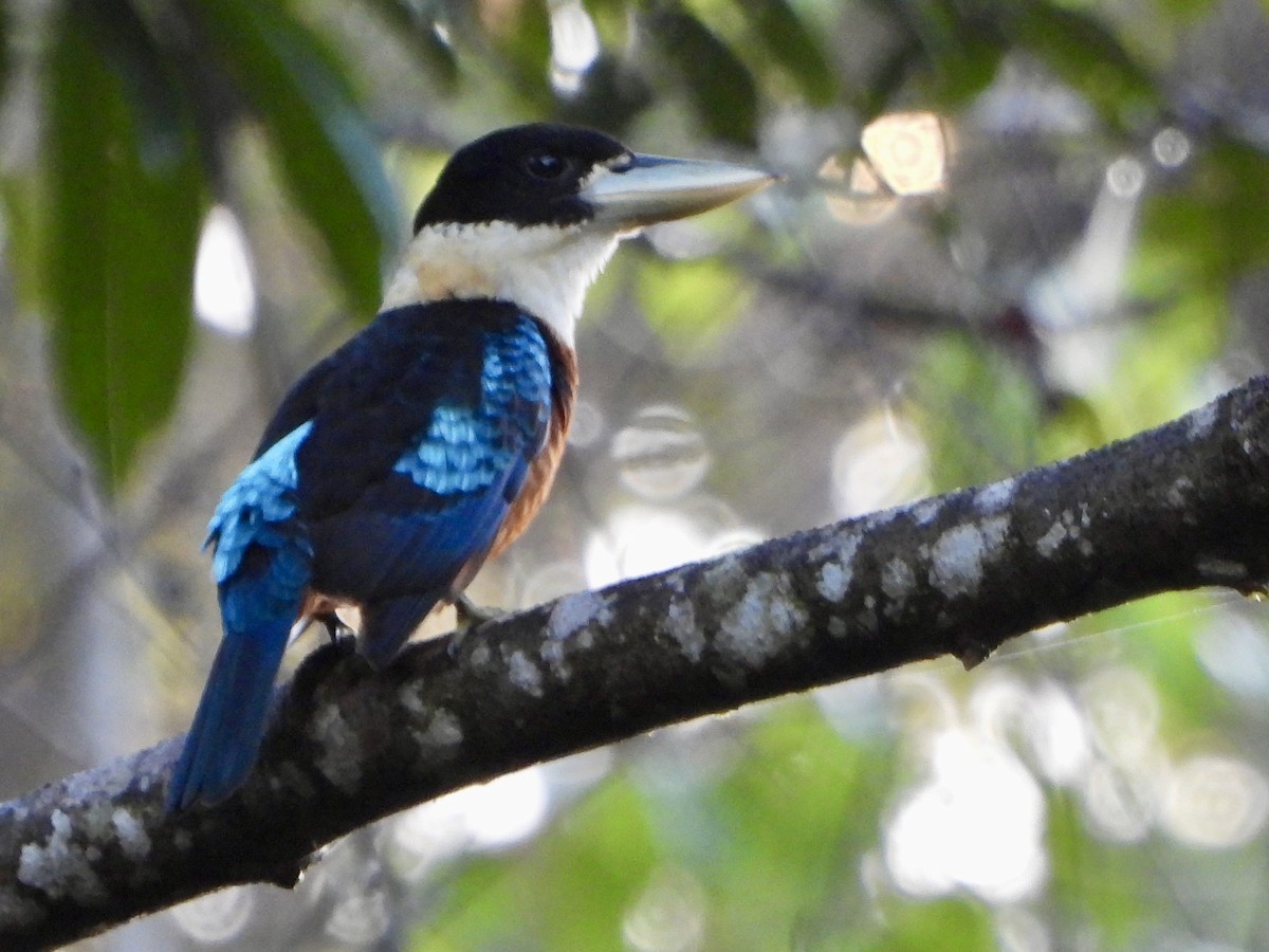 Cucaburra Ventrirrufa - ML645227607