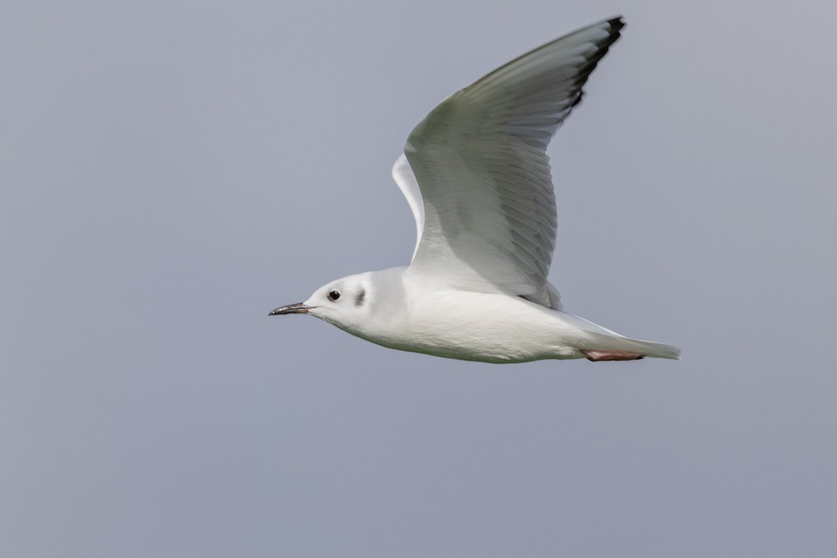 racek Bonapartův - ML645227608