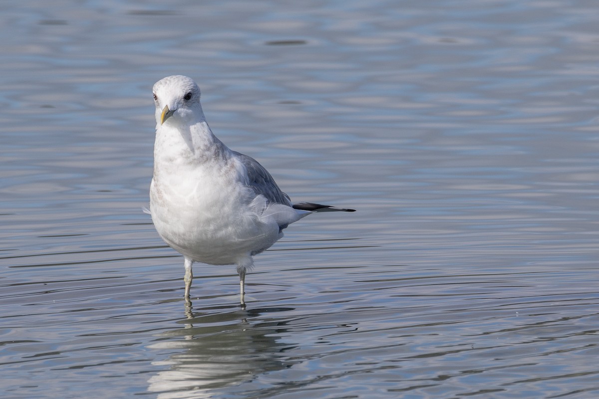 racek aljašský - ML645227636